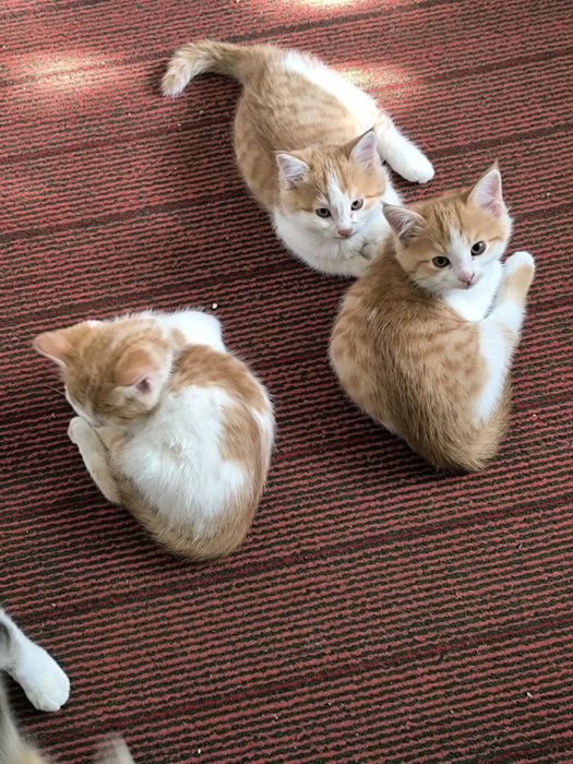 Отдаем милых рыжих котят в добрые руки