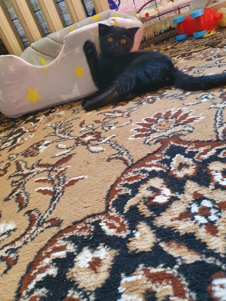 Скотиш фол и бритиш страйт