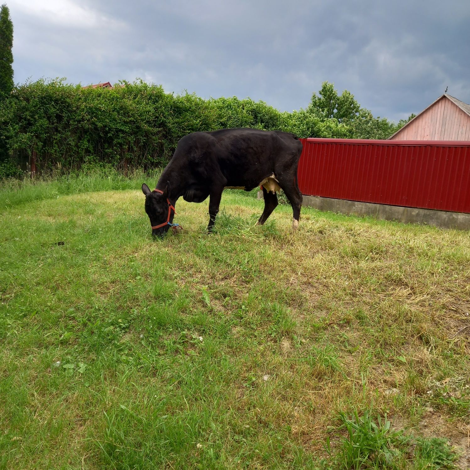 Vind vaca angus 3ani, gestanta
