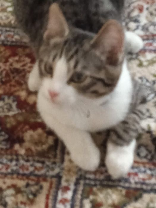 Отдаю в хорошие руки! Котенка