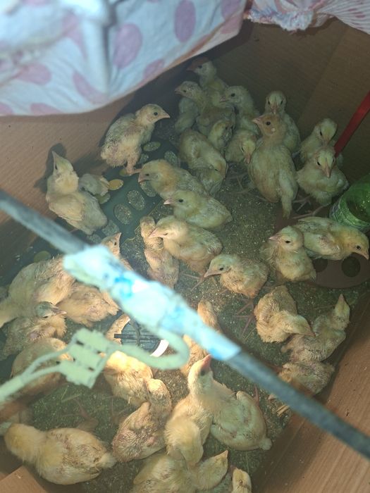 Пилета ДЮК . НА 10 дена