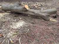 Орехова дървесина / Ствол от орех / Дървен материал от орех