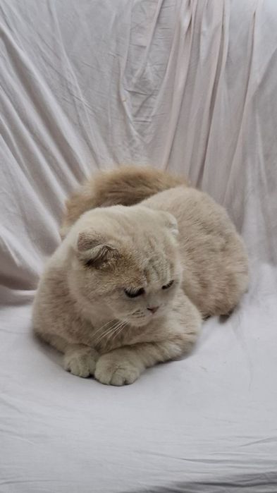 Продаётся Скотиш Фолд +лоток+расческа