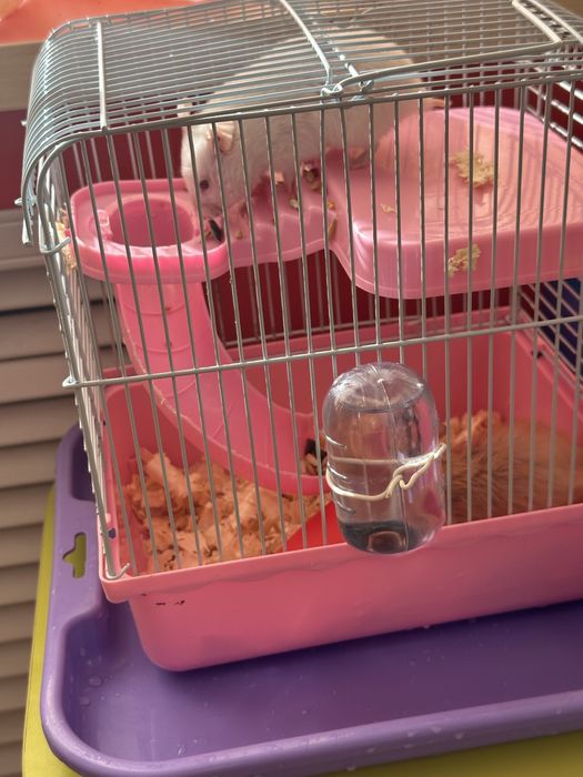 2 хомяк сатылады домигымен 5 мын тенге