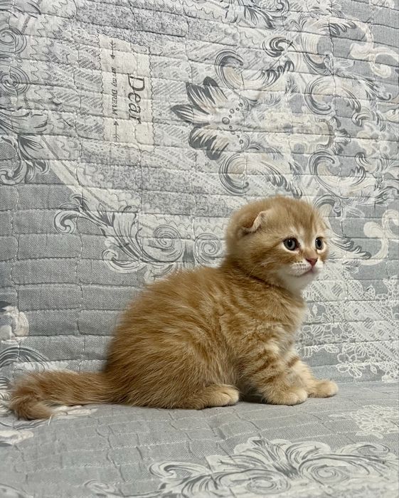 Шотланский Скоттиш Фолд!