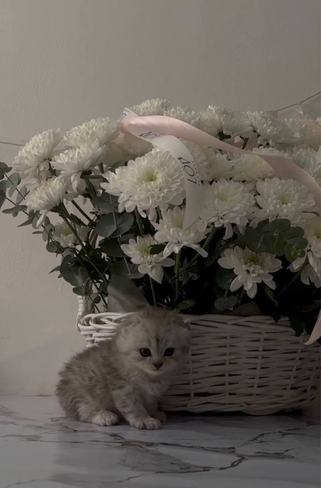 Котята. Шотландский котёнок