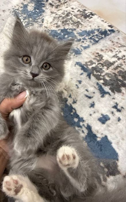 Кошка и ее котята даром, в добрые руки