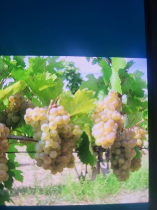 Vând struguri de vin productie 2025