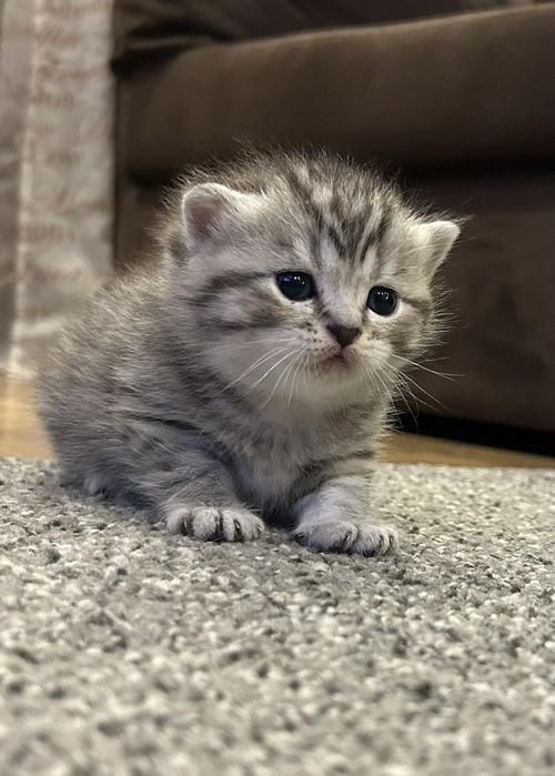 Шотландски клепоухи котенца