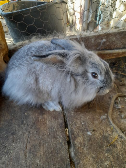 Cap de leu si berbeci pitici 50 lei la alegere