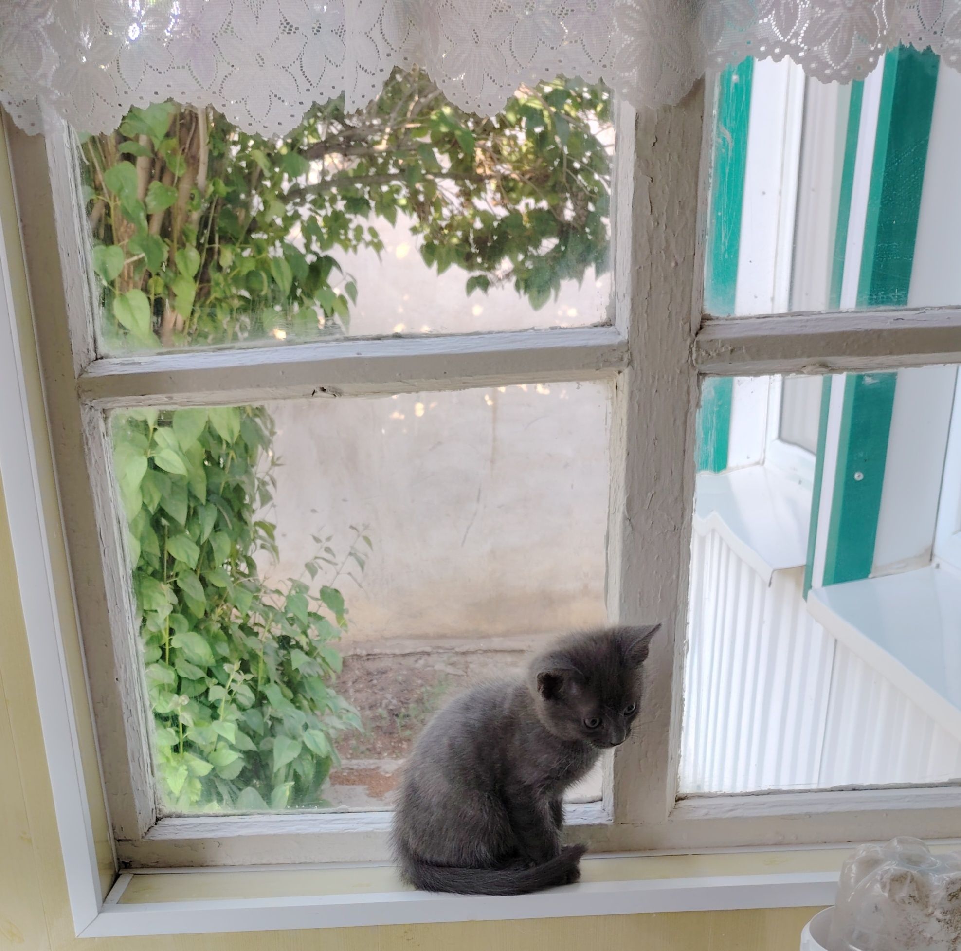 Отдам котёнка в добрые руки