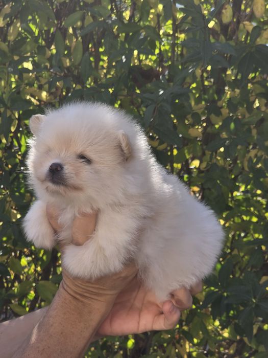 Померанче Момиче