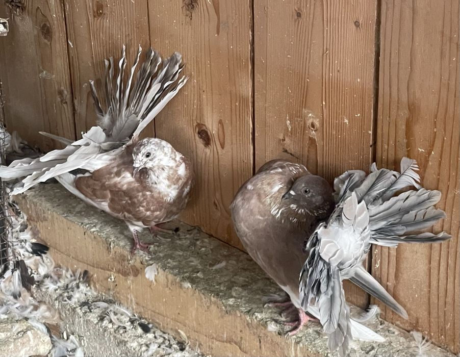 Porumbei voltați de vânzare