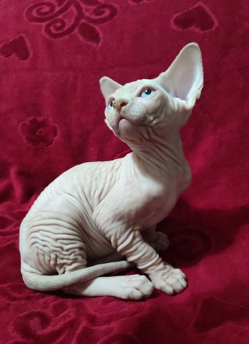 Продаються канадские котята