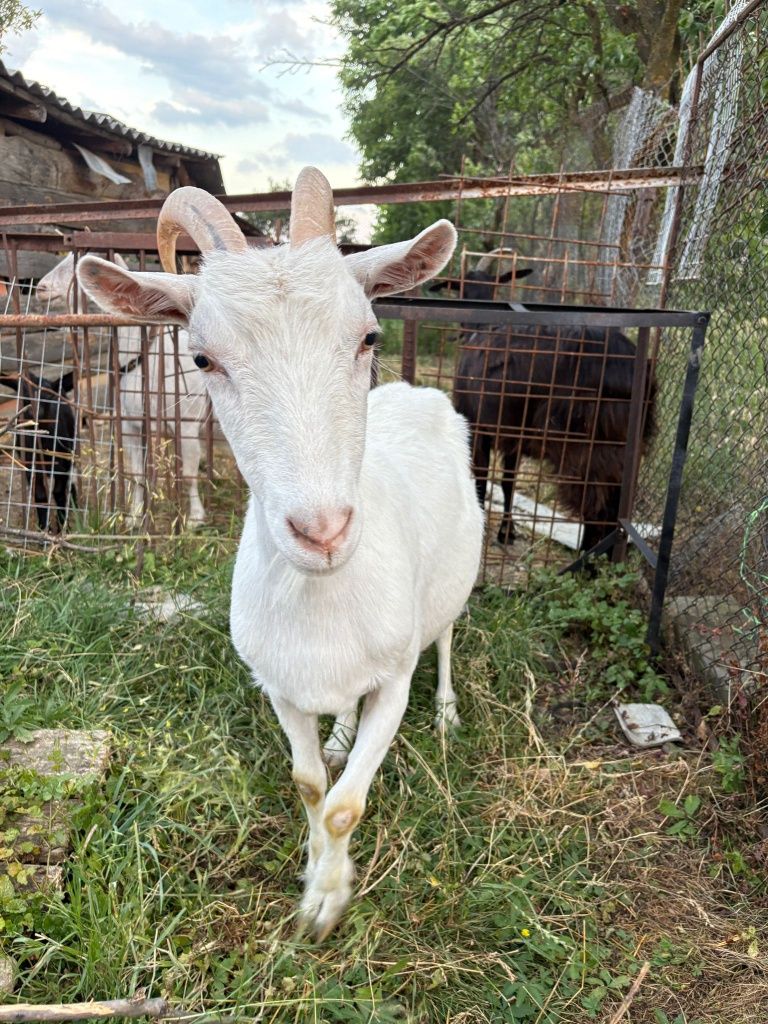 Capră albă de banat