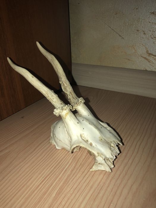 De vanzare 2 perechi de coarne de cerb