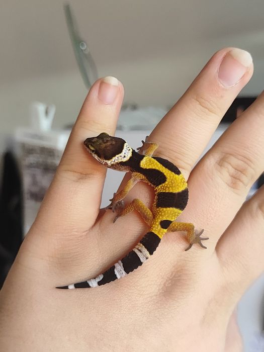 Эублефар малыш 2 месяца