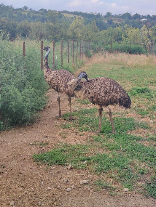 Vand Struți Emu.