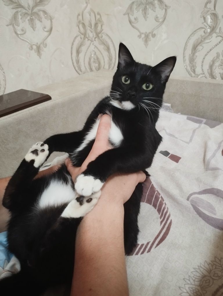 Ищем котика для потомства