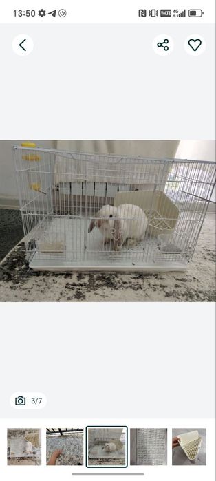 Срочно продается Кролик