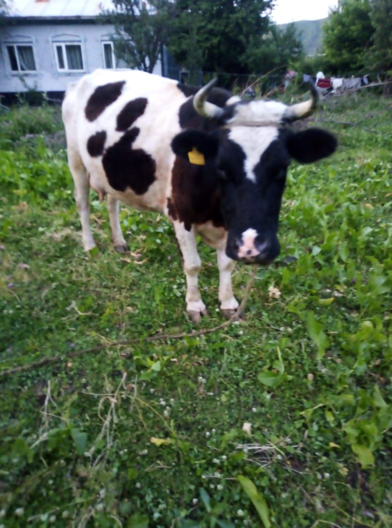 Продам дойную корову