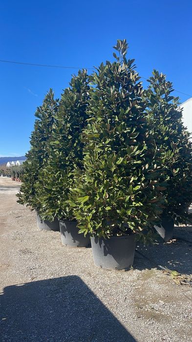 Palmierii rezistenți la îngheț magnolia grandiflora