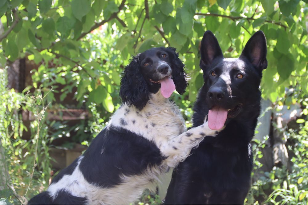Предоставляю услуги хендлера/кинолога