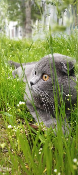 Viyaskaga privazno mushug irlandiya