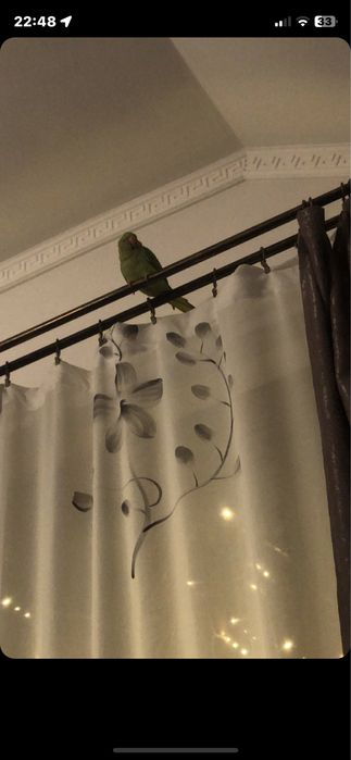 Papagal micul alexander bland