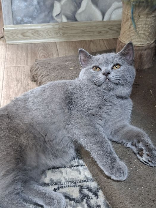 Продаются  скоттиш страйт