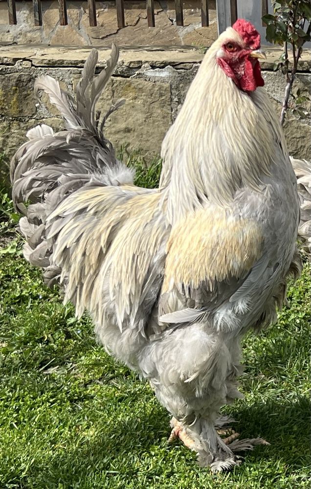 Продавам разплодни яйца от Брама Изабела/Brahma Isabella