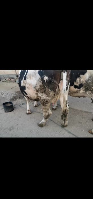 Vaca de lapte gestata in luna  a 9 a