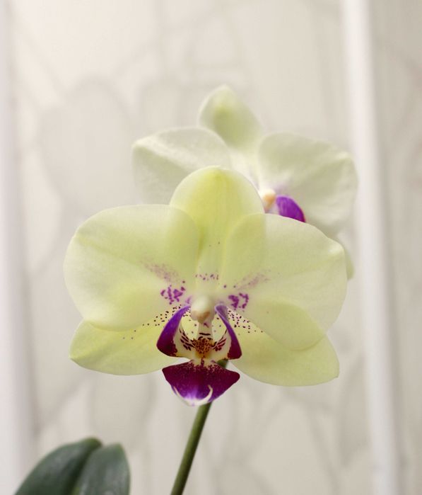 Орхидея фаленопсис