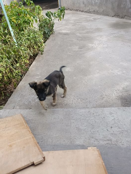 Отдам даром щенков