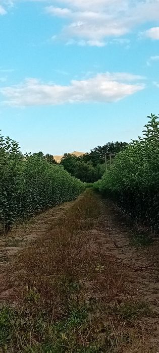 Producator vând pomi fructiferi