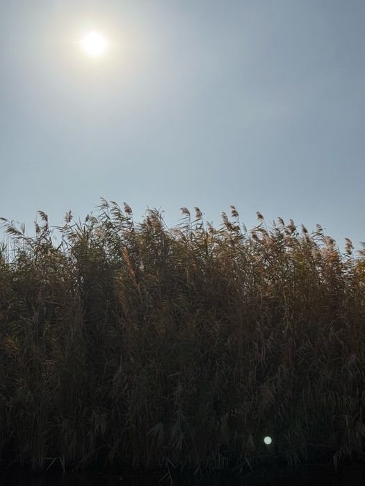 Qamich bor 40gektar tekinga orib ketishga