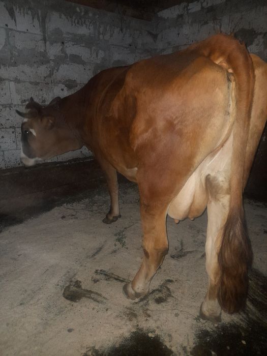 Vând vaca gestanta