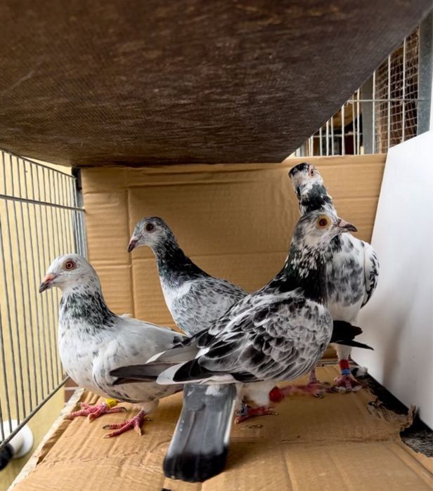 Ocazie!Porumbei cu pedigree reprodusi din originali