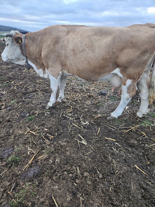 Vand vaca baltata romaneasca