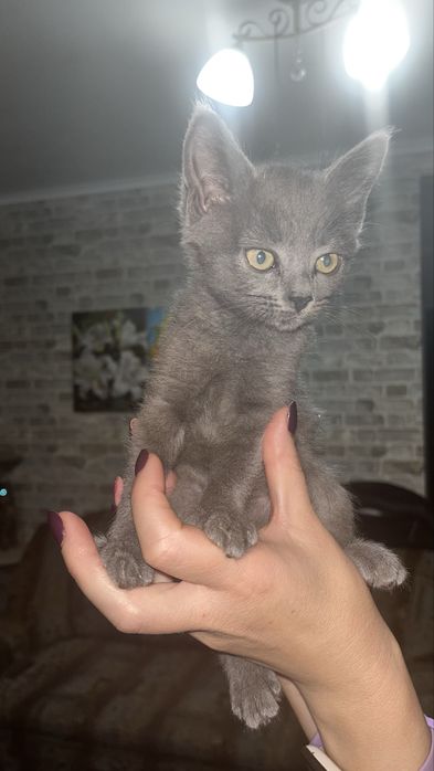 Отдам котят в добрые руки