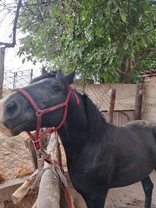 Данчак Ат сатылады