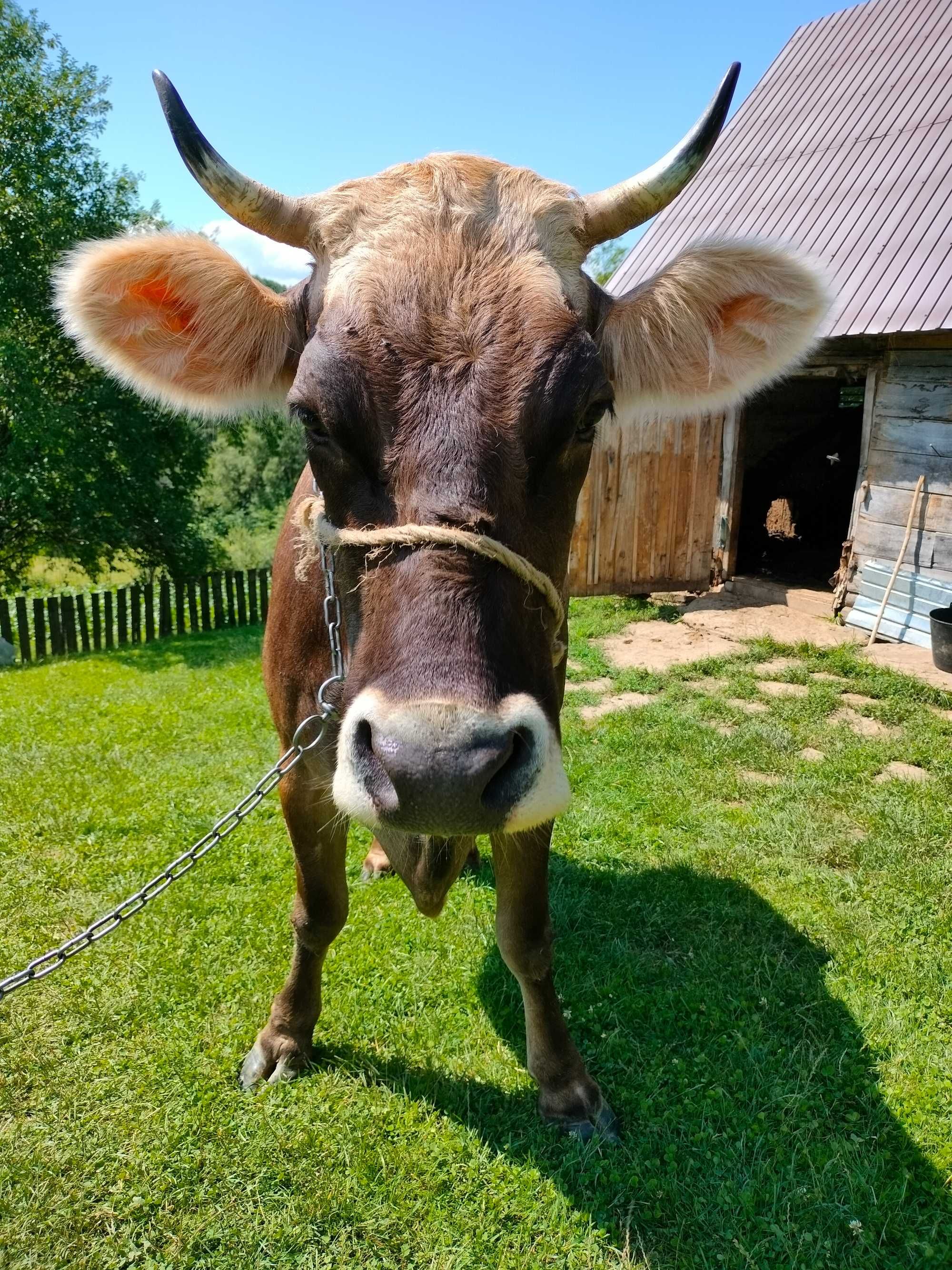 Vacă, vârsta 5 ani, rasa Brună de Maramureș, gestantă