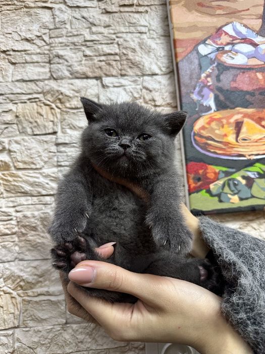 Продаются шикарные котята фолды и страйты