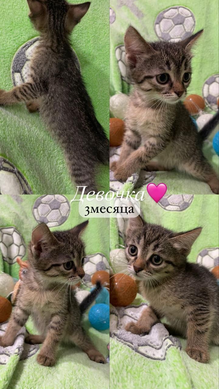 Пристраивается котенок котята