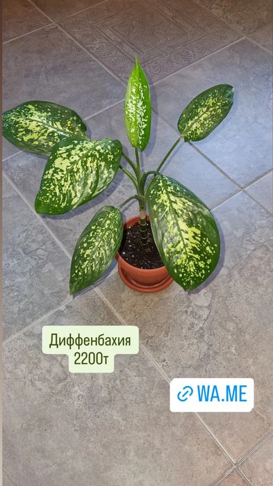 Цветы от 200 до 2500