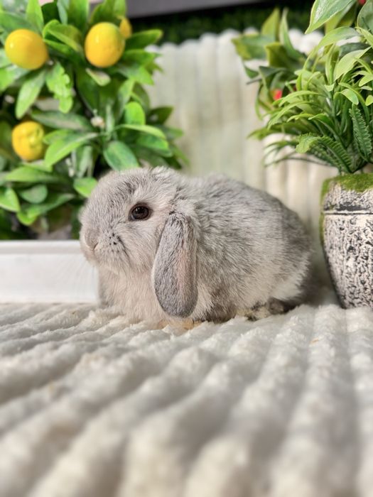 QUYON KARLIK . Кролик Карликовый