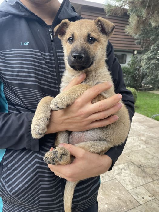 Подарявам кученце