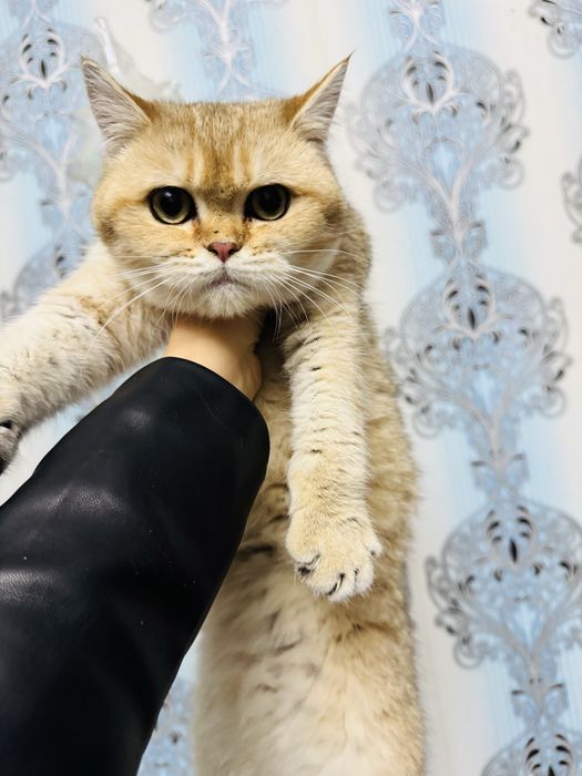 Продается котенок мальчик шиншила золото