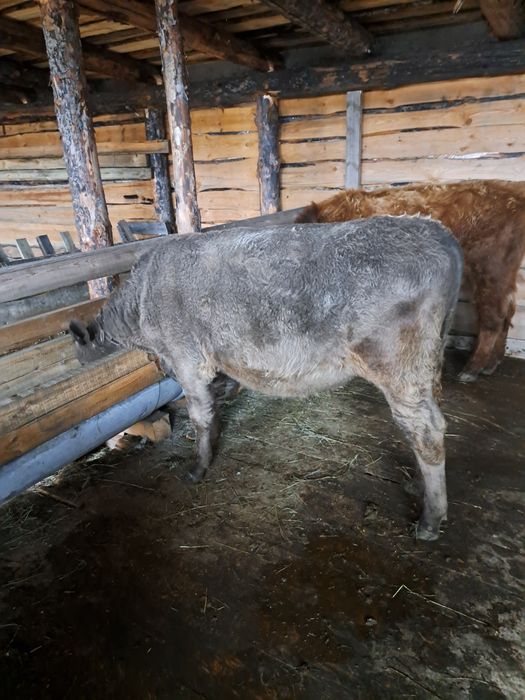 продам бычков  оброщатса по номеру телефона