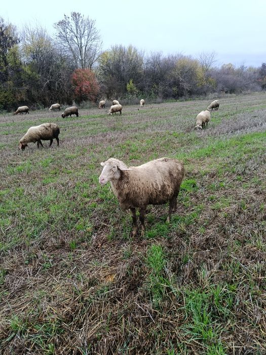 Млади бременни Овце